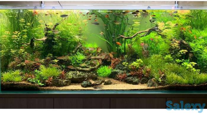 Дизайн аквариума, фотография 4