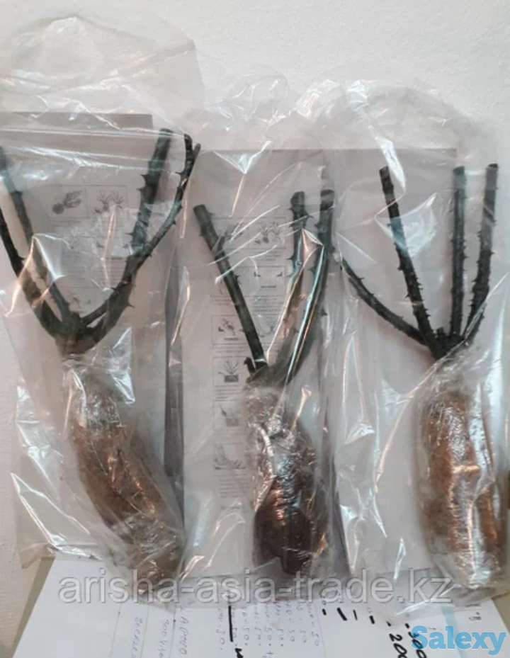 Саженцы роз (вьющиеся и плетистые ). Сербия, фотография 4