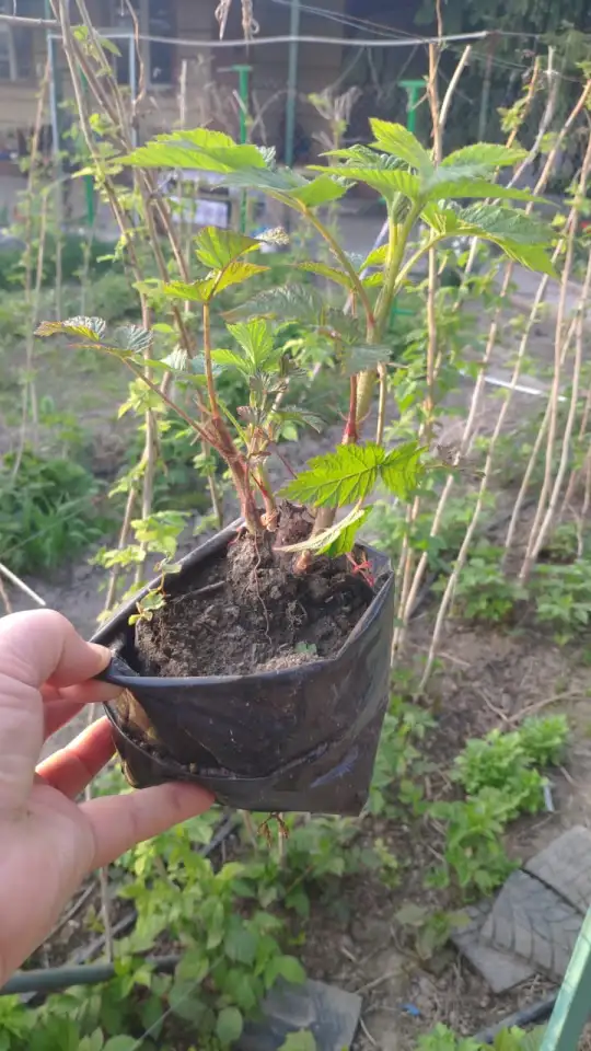 Продам саженцы малины, фотография 2