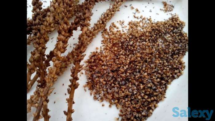 Семена подорожника, фотография 1