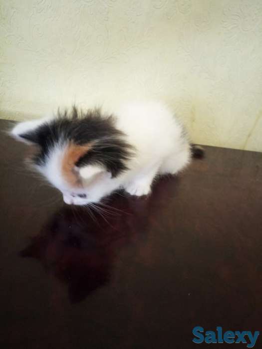 Отдам котят в хорошие руки, фотография 1