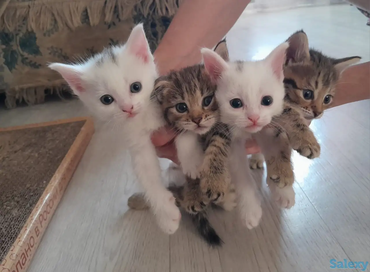 Отдам котят, фотография 1