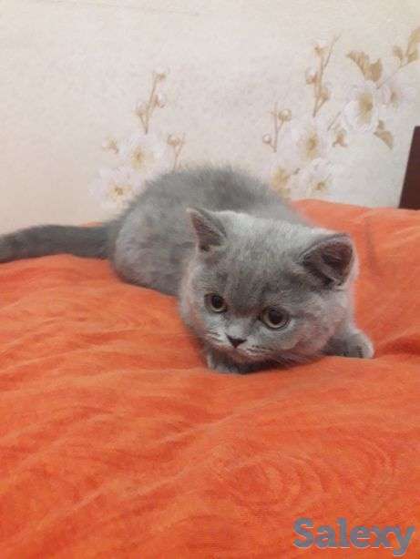 Котята британские, фотография 2