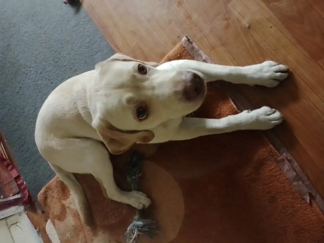 Лабрадор ретривер, фотография 1