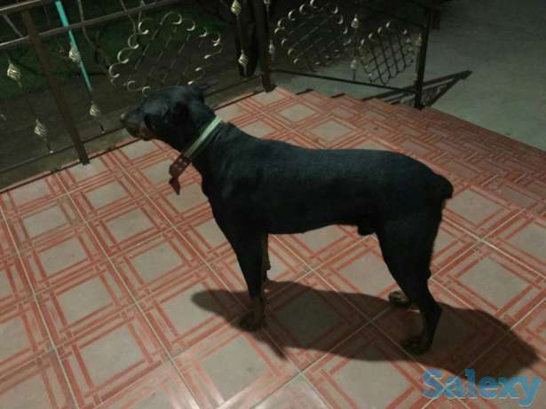 Продам собаку, фотография 1