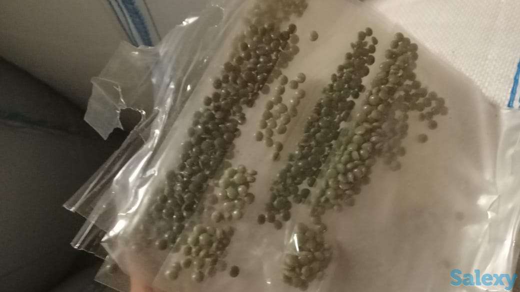 Полипропилен. Вторичные полипропиленовые гранулы, фотография 1