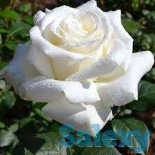 Саженцы, фотография 5