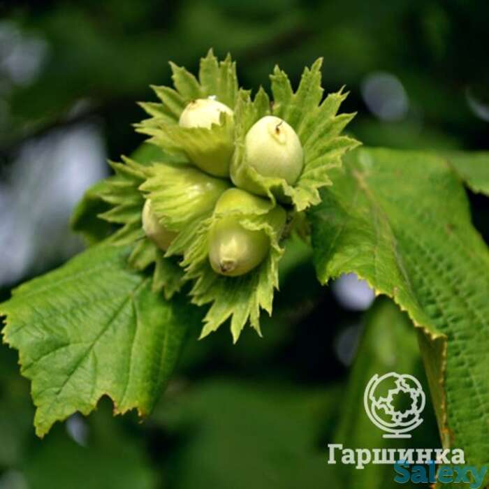 Лещина обыкновенная, фотография 1