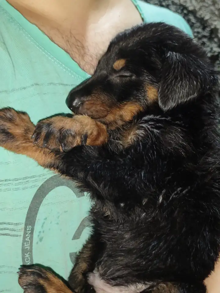 Щенки Босероны, фотография 3