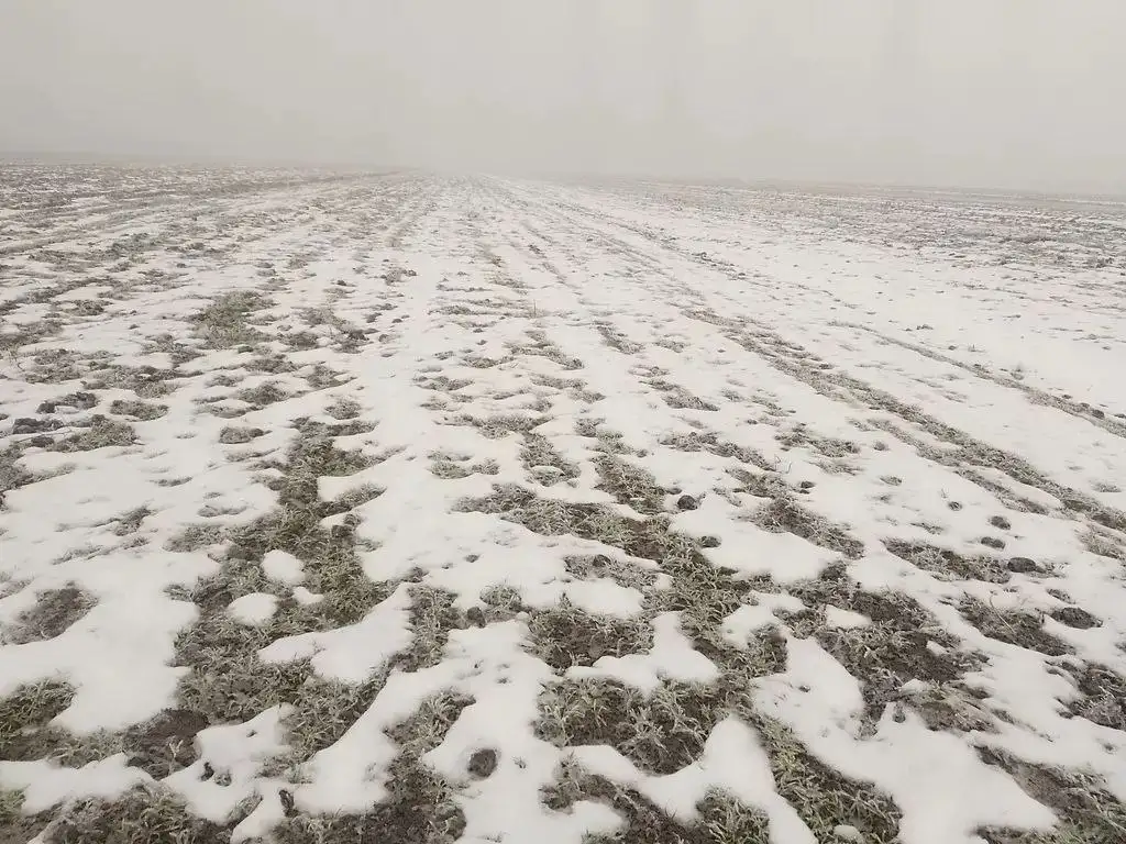 Продаю Ячмень Сорт Атлин Канадский В Меркенском районе, фотография 9