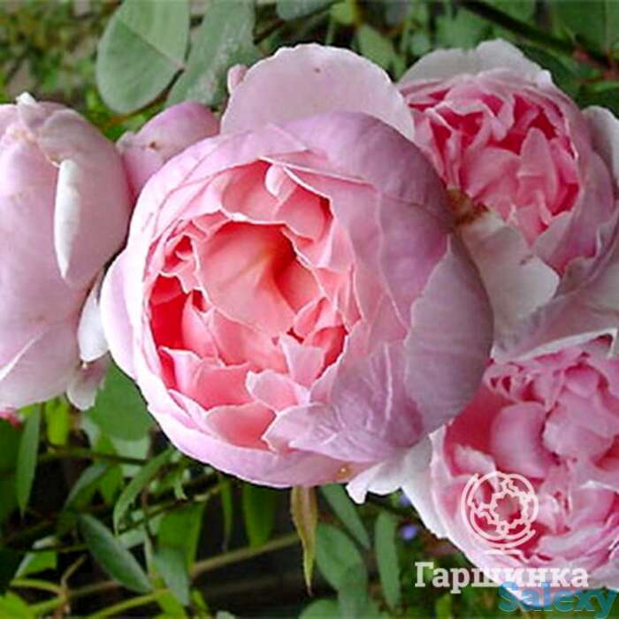 Роза бразе кадфаэль, д.остин кустарниковая, фотография 1