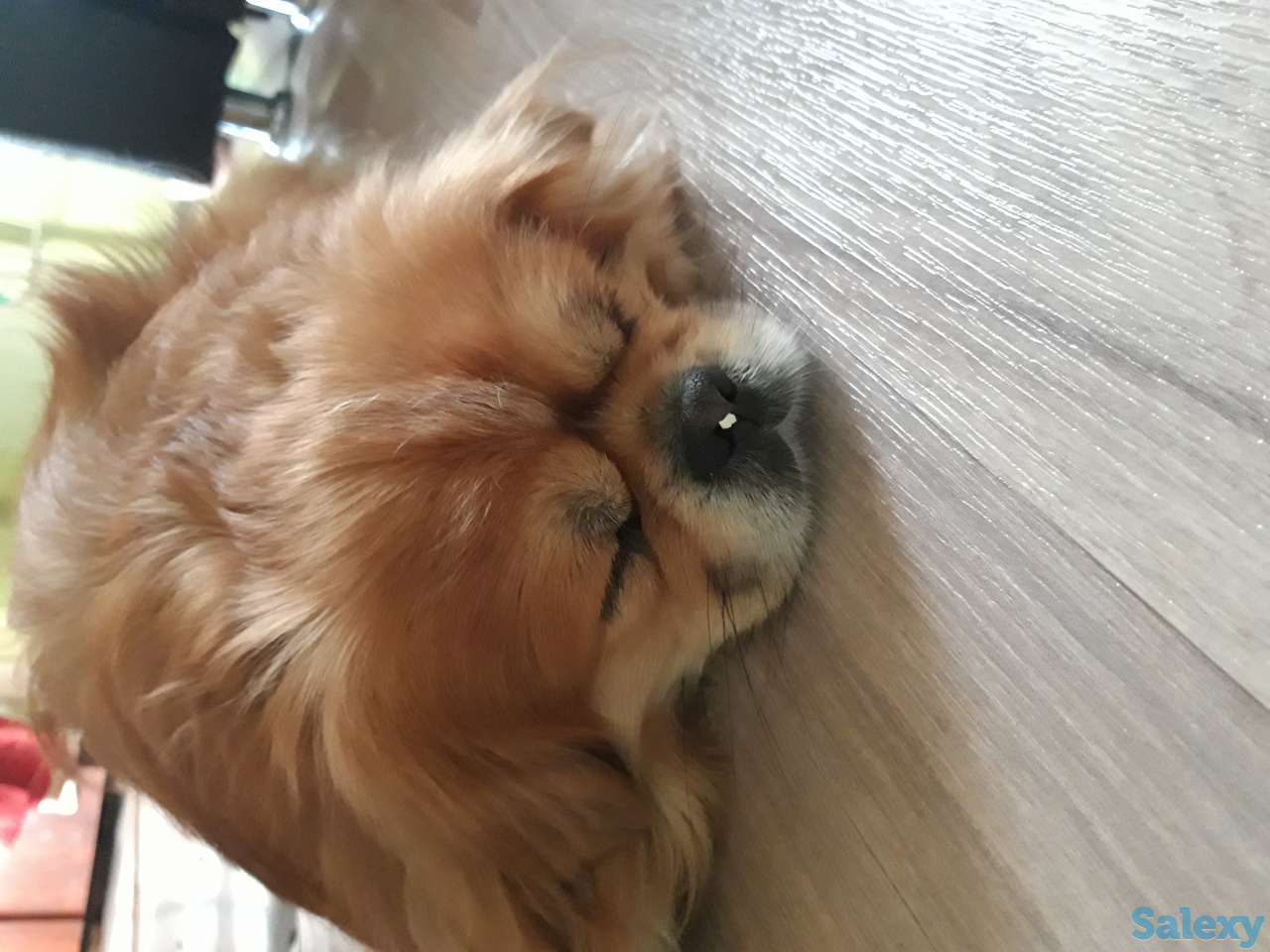Отдам в хорошие руки пекинса мальчика 3года, фотография 1