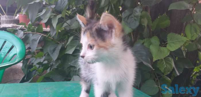 Отдам котенка, фотография 2