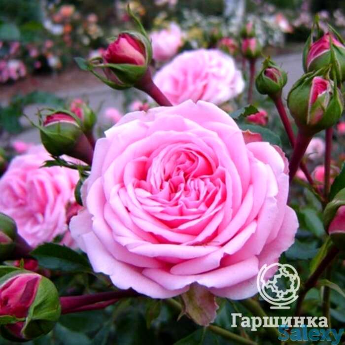 Роза хоум энд гарден, кордес, фотография 1