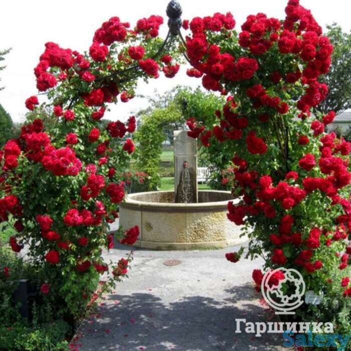 Роза амадеус, кордес, фотография 1