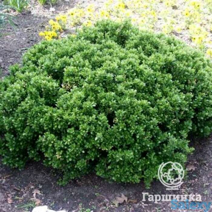 Барбарис нана самшитолистный, фотография 1