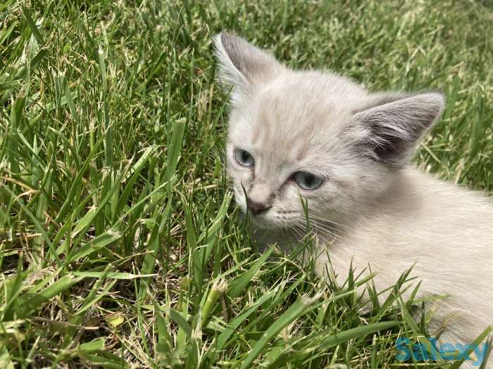 Отдам в заботливые руки, фотография 1