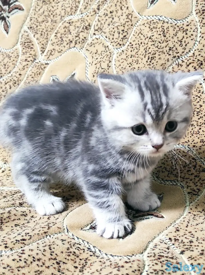 Котята скоттиш фолд и скоттиш страйт, фотография 1