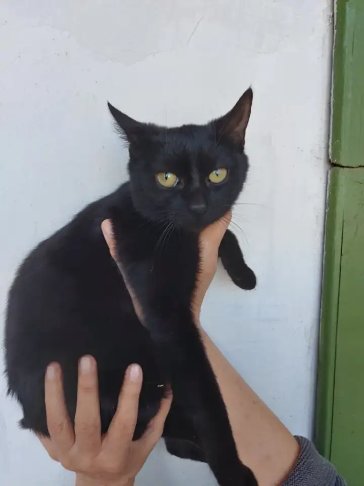 Пантеры 2 штуки 6 мес., фотография 1