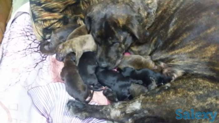 щенки питбультерьер, фотография 1