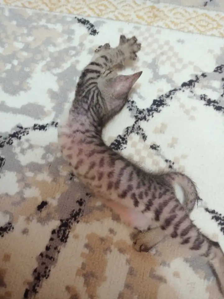 Велюровые, донские красавцы сфинксы, ждут своих хозяев!!!, фотография 6