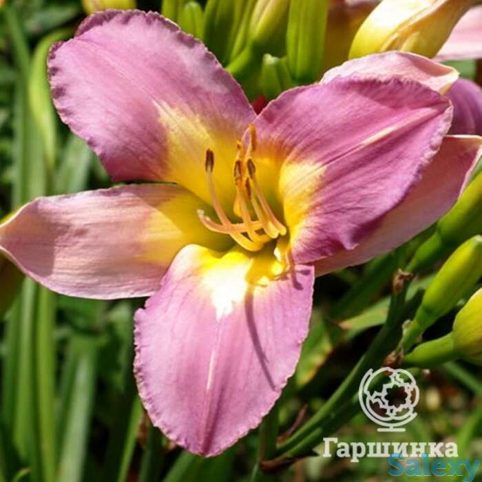 Лилейник Нил Крейн, фотография 1