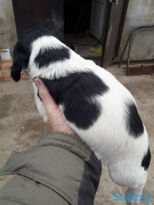 Продам щенков спаниеля, фотография 3