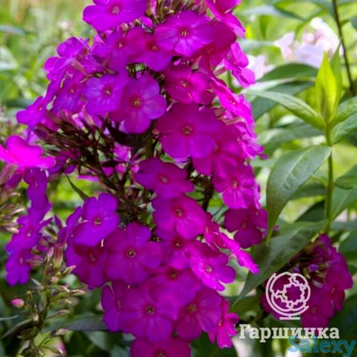 Флокс метельчатый Далила, фотография 1