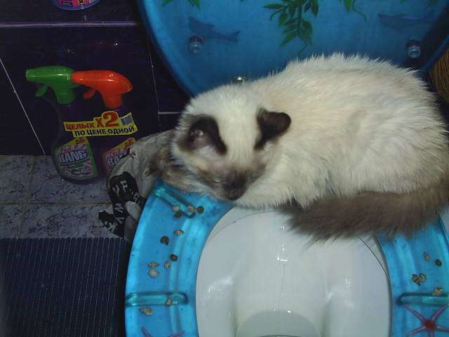 Вызов сантехника в Алматы , фотография 1