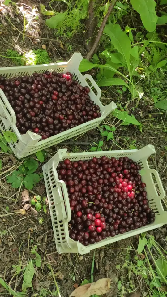Собираю на заказ дачную вишню, фотография 1