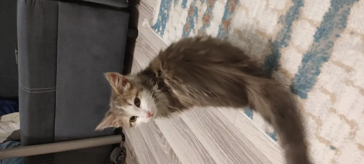 Отдам котенка девочку в добрые руки, фотография 1