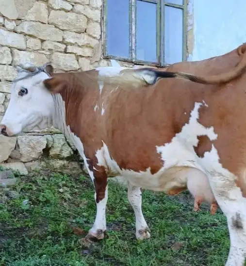 Продам корову молочную, фотография 3