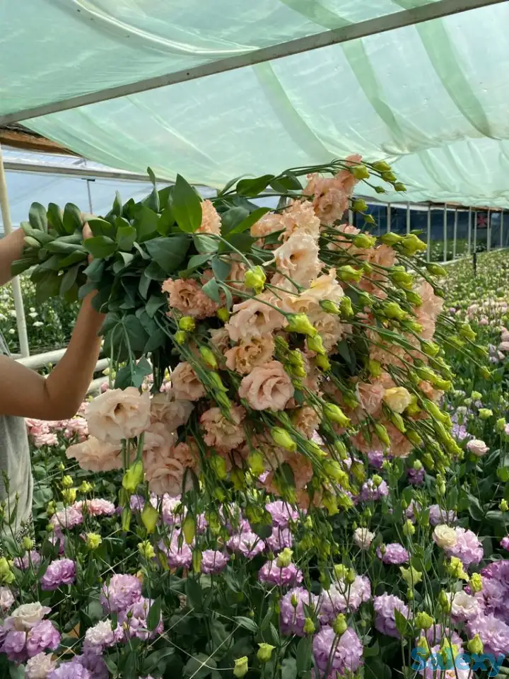 Тюльпаны оптом, фотография 7