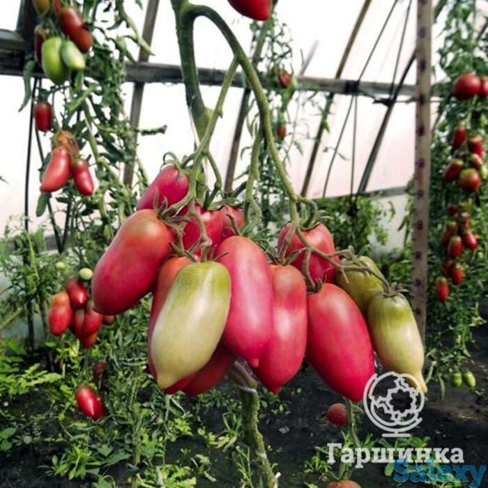 Семена Томат Перцевидный розовый 20шт, фотография 1