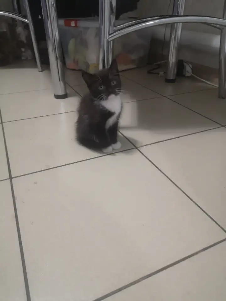 Отдам даром котят., фотография 6