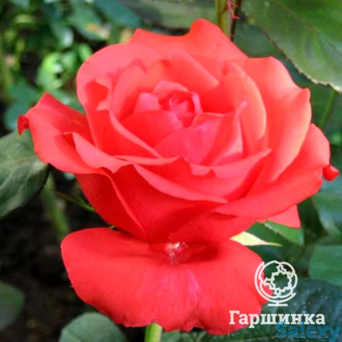 Роза хольштайнперл чайно-гибридная, топалович, фотография 1