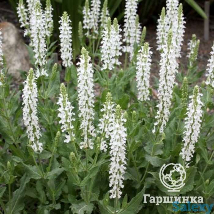 Шалфей (сальвия) дубравный Шнеехугель, фотография 1