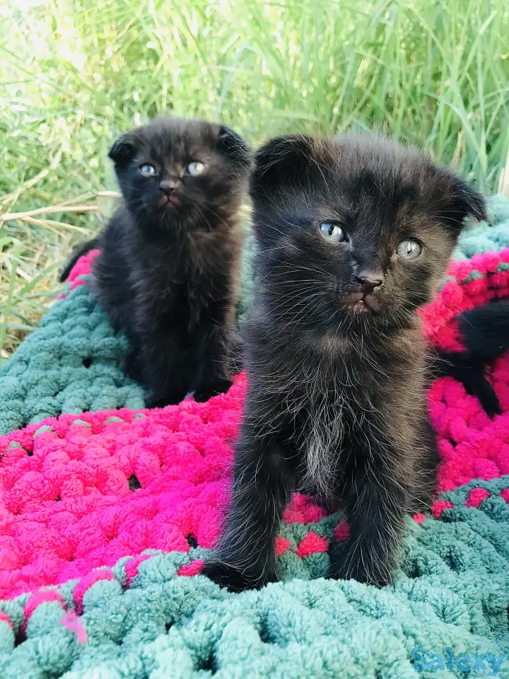 Котята вислоухие, фотография 1