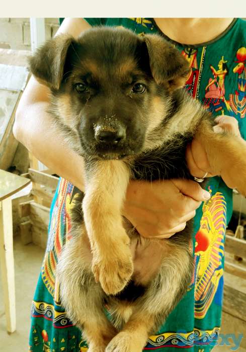 щенки немецкой овчарки, фотография 2