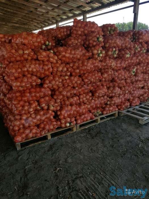 Лук и другие культуры, фотография 1