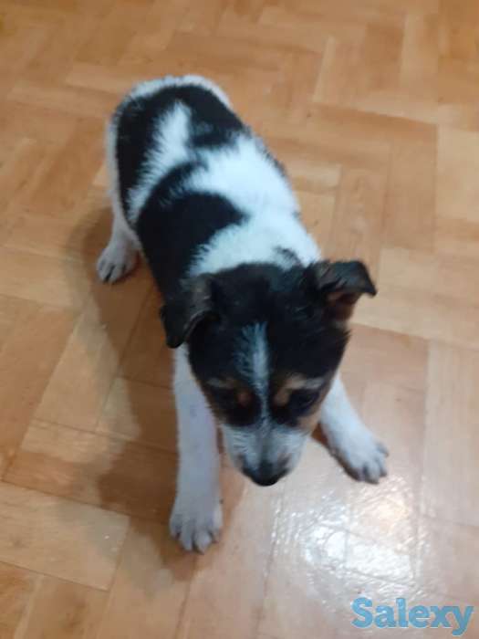 Отдам щенков даром в хорошие руки, фотография 1