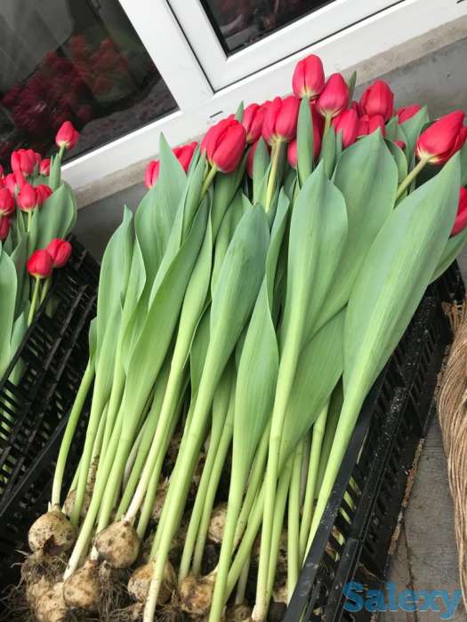 Тюльпаны оптом к 8 марта, фотография 9