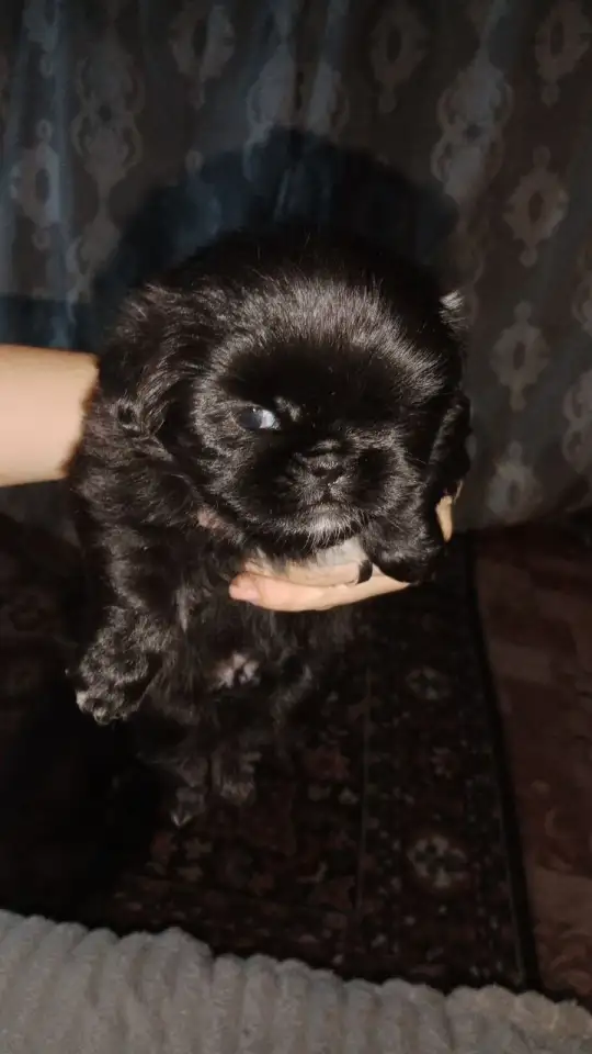 продам щенят пикинесы 1 мальчик 1 девочка рожденые 28 в ночь на 29 июля, фотография 2