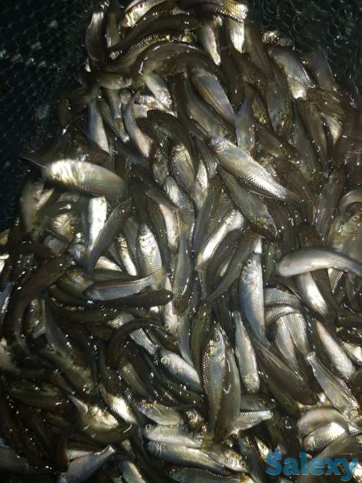 Продам малёк Амура и толстолоба, фотография 5