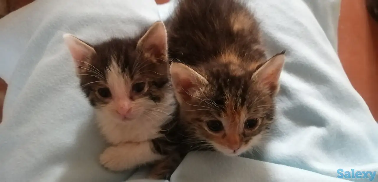 Отдам котят в хорошие руки., фотография 1