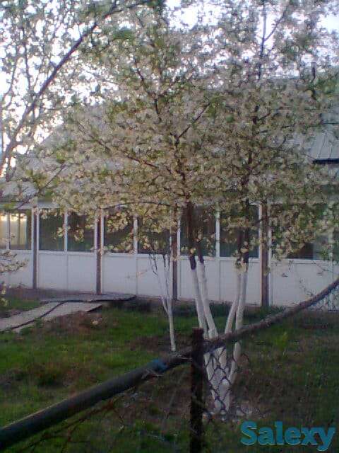 Продам Ферму, Коксай, фотография 5