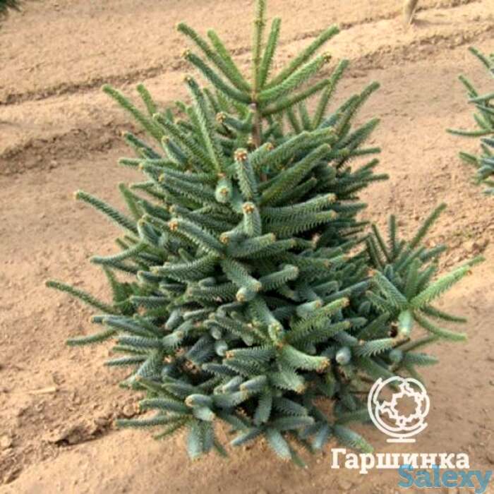 Пихта испанская глаука., фотография 1