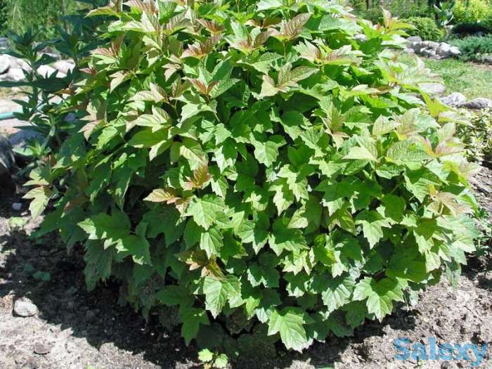 Продаюм декоративные растения для сада, фотография 5