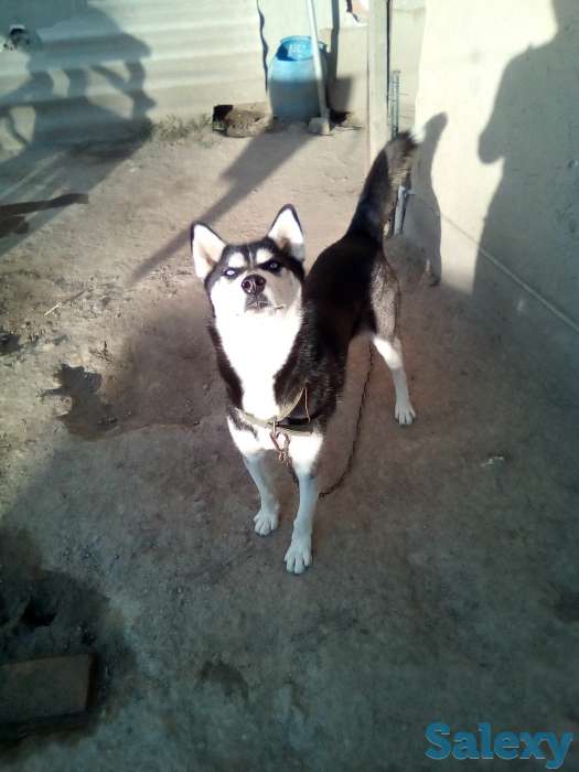 Сибирьский хаски кобель на вязку, фотография 2
