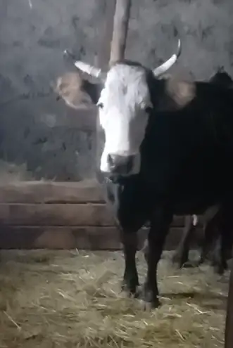Продаётся корова. Возраст 6-7лет, фотография 1